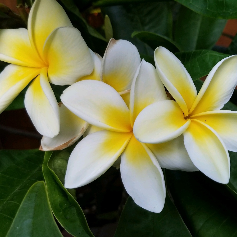 Meet your Posher, Colleen